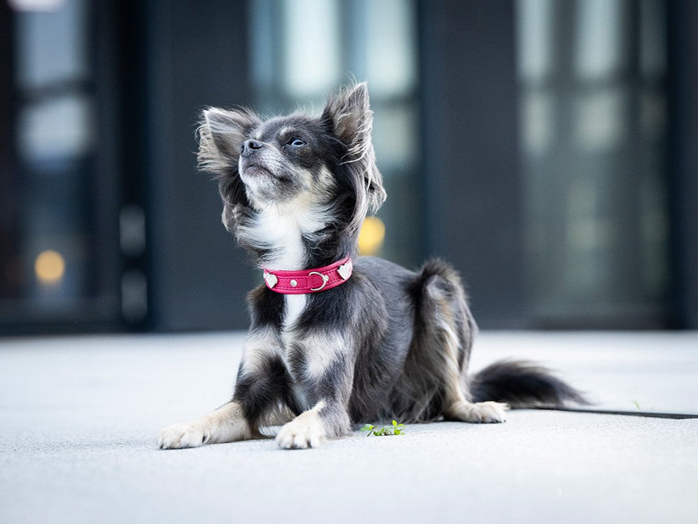 Kleiner Hund mit flauschigem Fell und rotem Halsband sitzt entspannt auf grauem Untergrund, Fenster im Hintergrund.