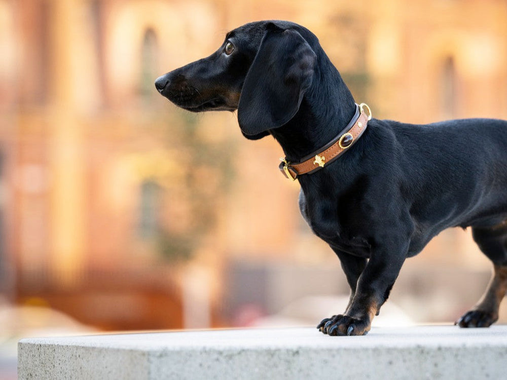 Schwarzer Dackel auf erhobener Fläche mit braunem Halsband und goldenen Verzierungen vor unscharfem städtischen Hintergrund.