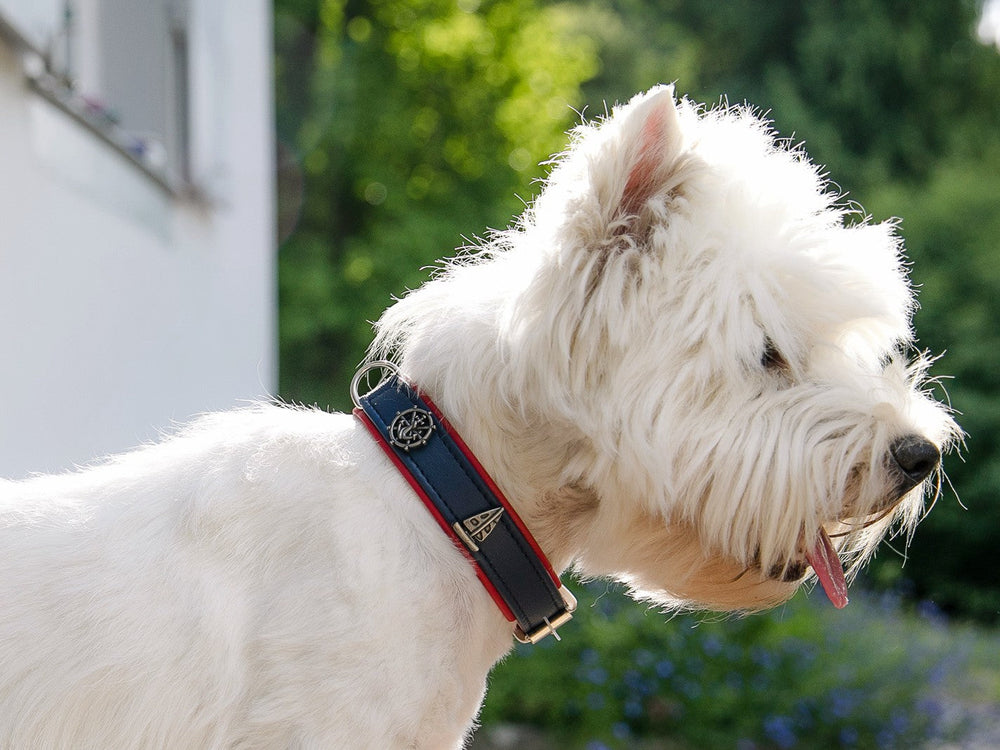 Weißer Hund im Freien mit flauschigem Fell, trägt schwarzes Halsband mit roten Akzenten, verschwommene Pflanzen im Hintergrund.