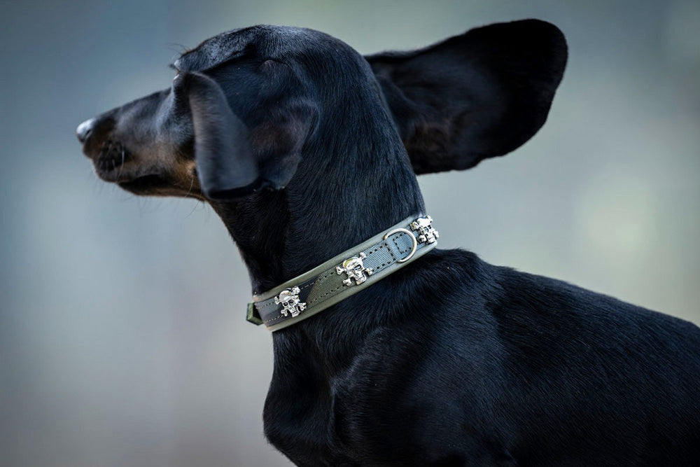 Schwarzbrauner Dackel im Profil mit schmalem Mini Wild Army Hundehalsband und aufmerksamen Blick.