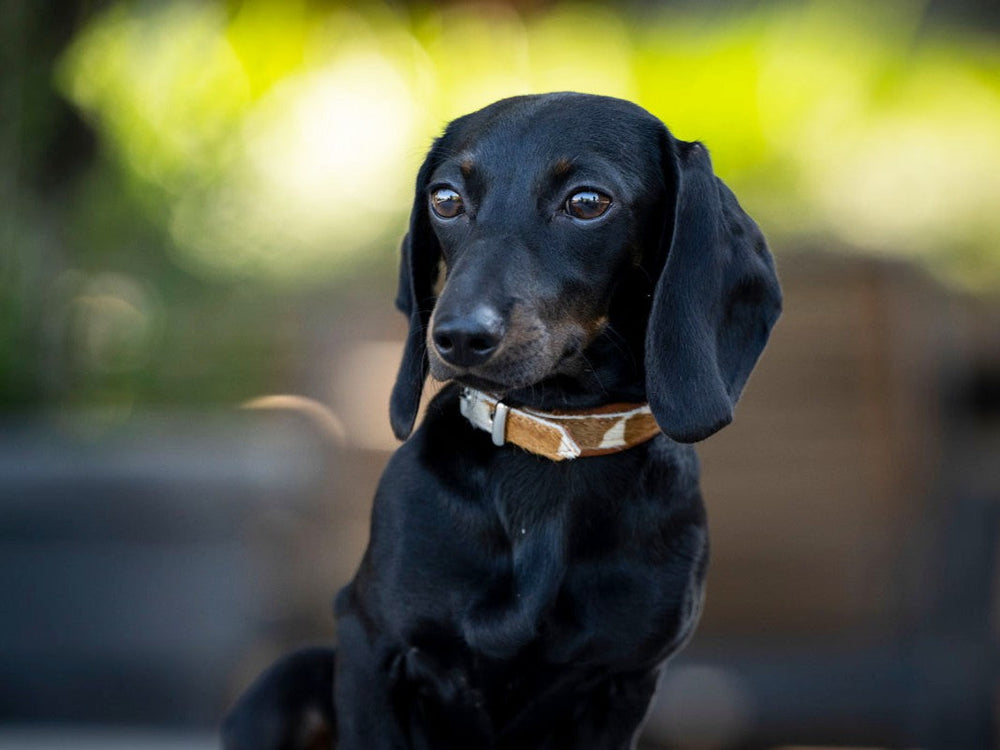 Schwarzer Dackel mit braunem, gemustertem Halsband in grüner, verschwommener Umgebung.