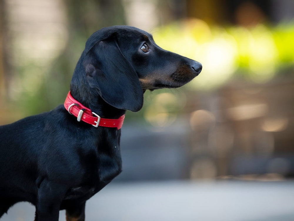 Kleiner schwarzer Hund mit rotem Halsband steht seitlich und schaut aufmerksam nach vorne.