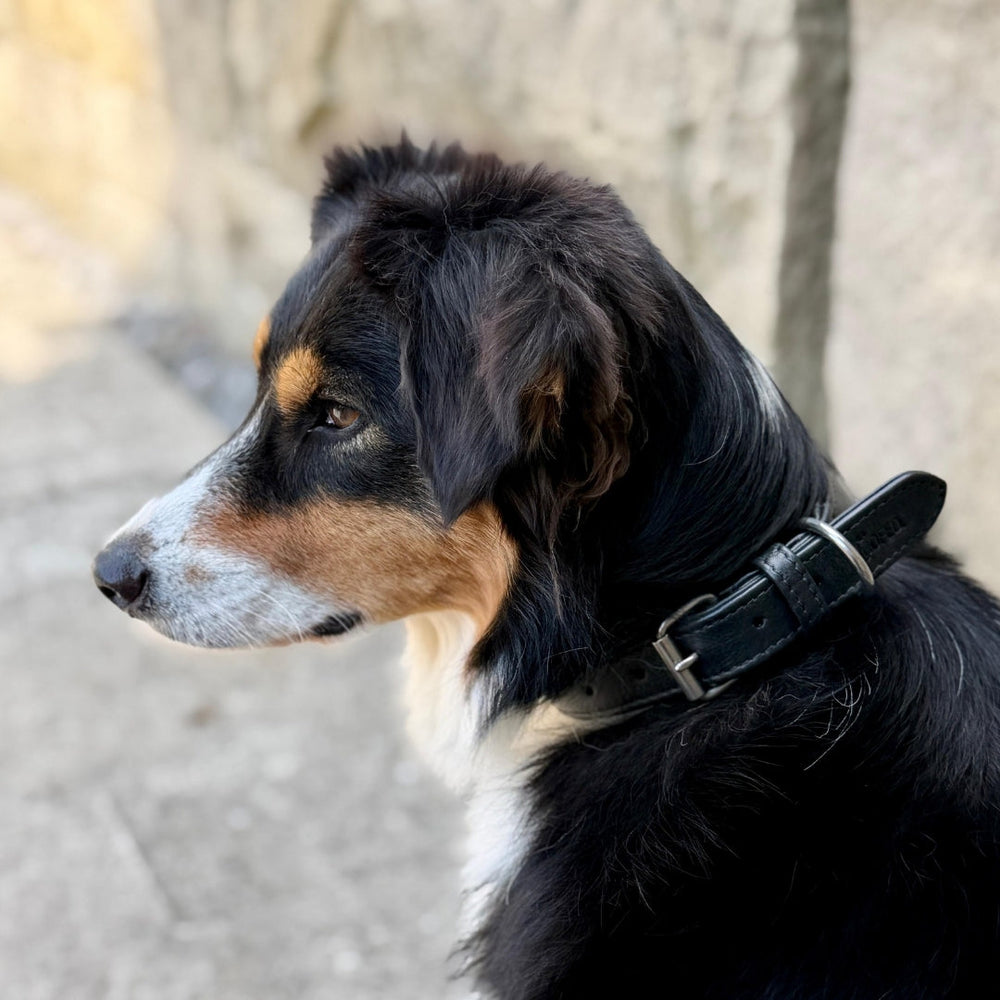 "Profilaufnahme eines Hundes mit dreifarbigem Fell, der ein schwarzes Lederhalsband Classic Soft trägt."