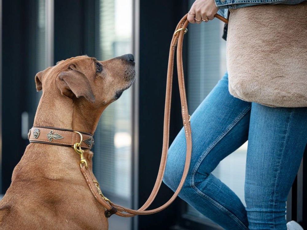 "Hund mit braunem Halsband und Lederleine, Person mit Jeans und beiger Jacke, Stadtlandschaft im Hintergrund."