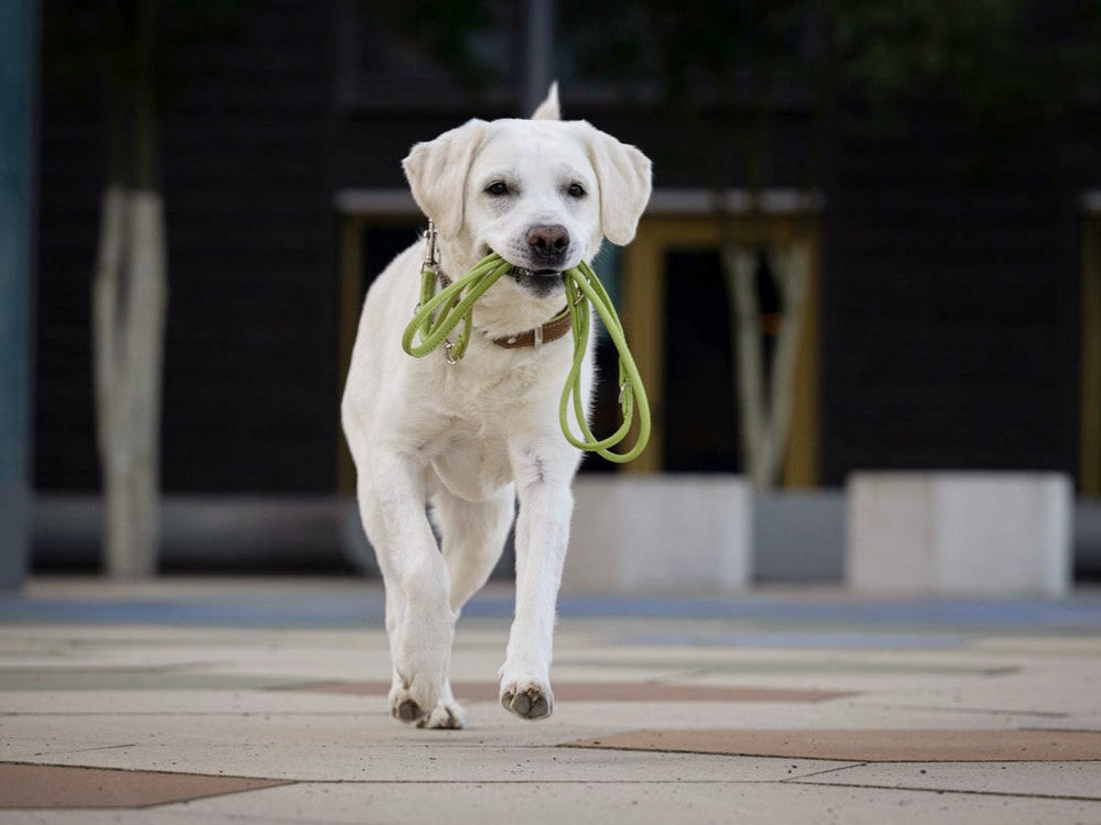 Fröhlicher weißer Hund mit grüner Lederleine auf buntem Boden vor modernen Gebäuden.