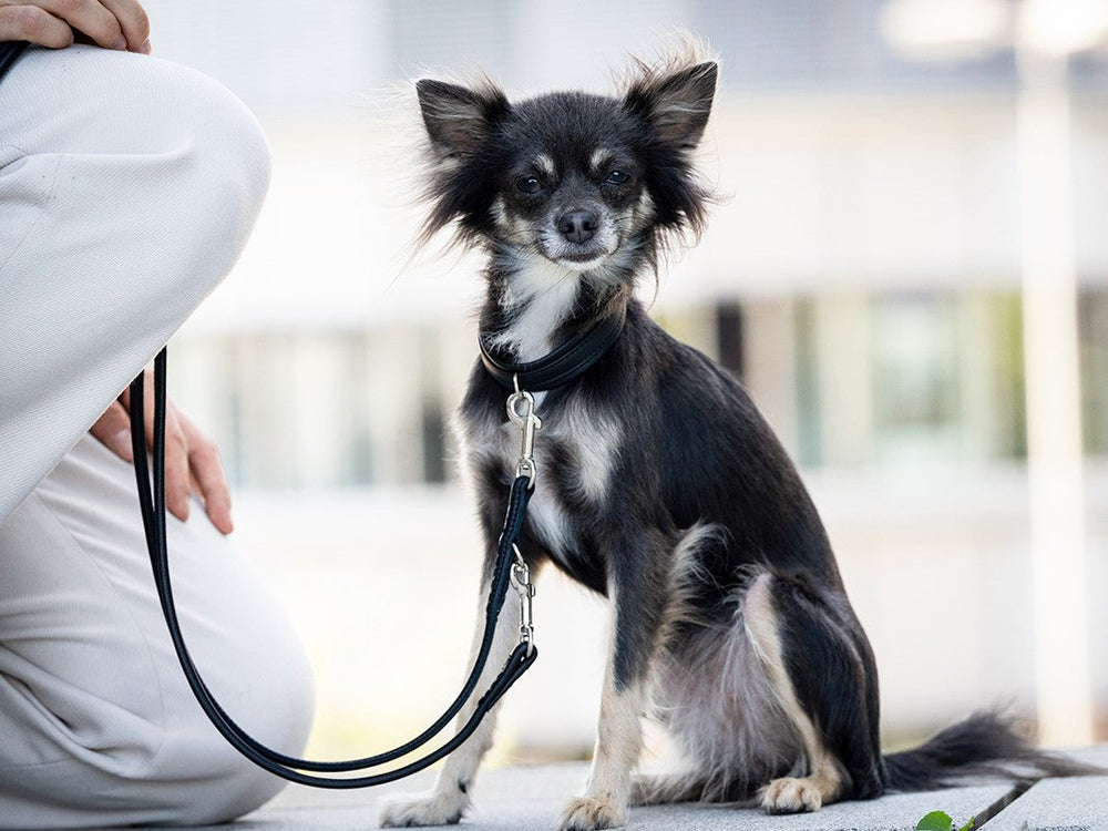 Schwarzer Chihuahua sitzt neben einer Person mit einer 3m langen, silbernen Lederleine auf einem Gehweg.