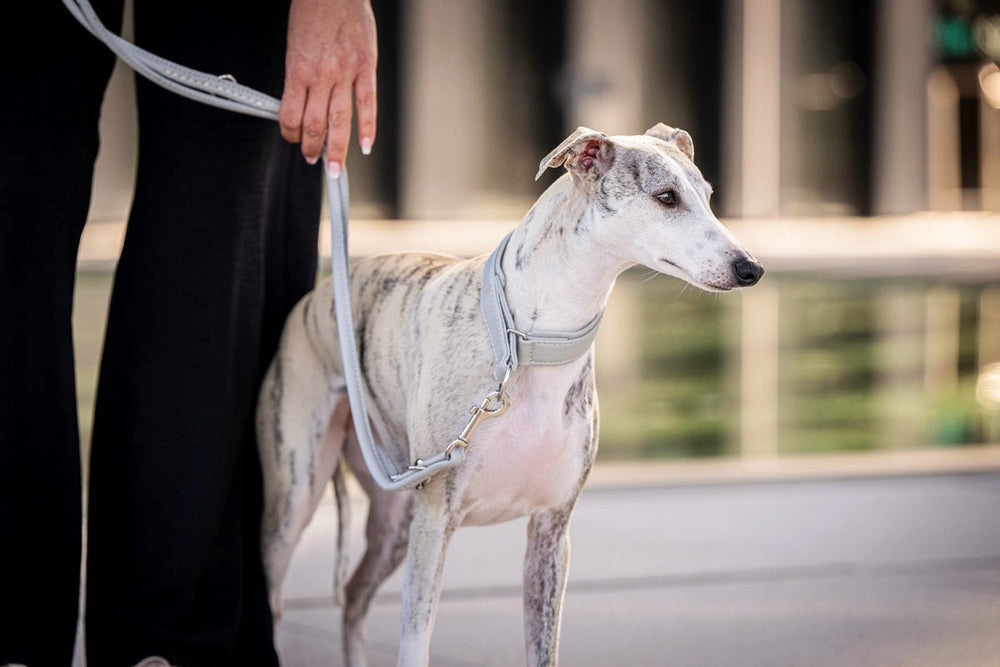 Person hält eine silberne Lederleine für einen hellen, gestreiften Hund vor unscharfer Architektur.