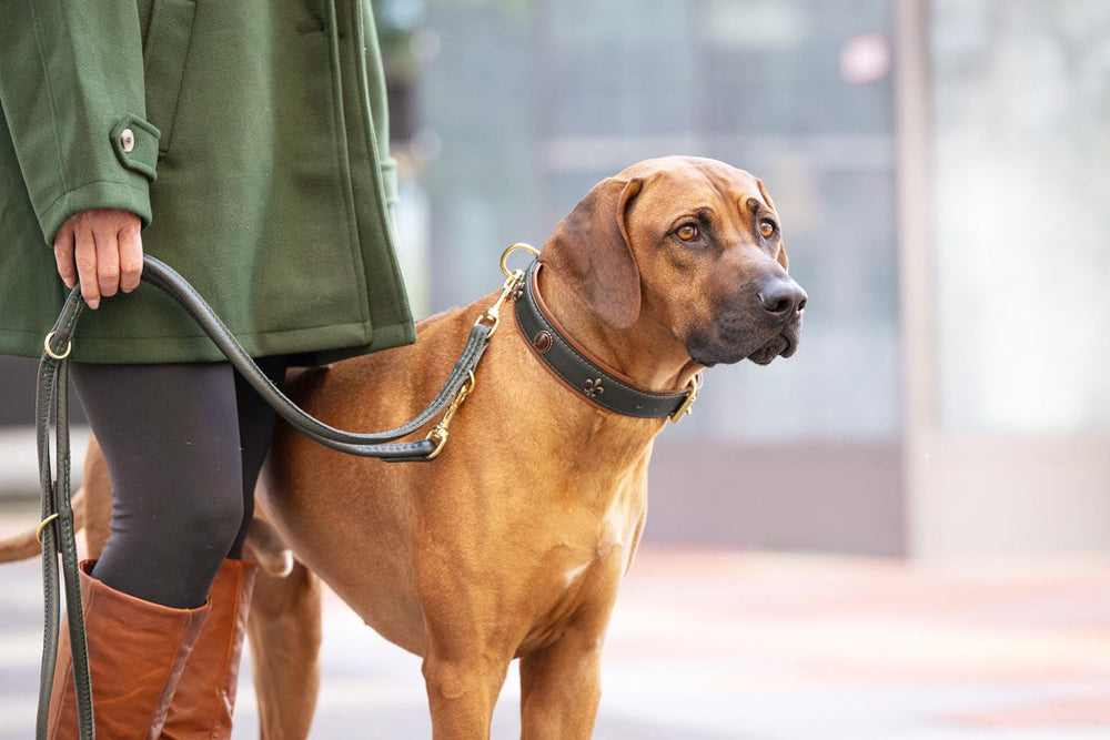 Person im grünen Mantel führt braunen Hund an der Leine; städtische Umgebung im Hintergrund verschwommen.