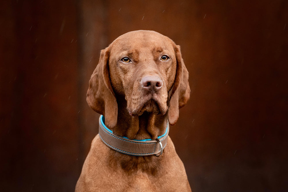 Brauner Hund mit kurzem Fell und breitem Halsband in Mokka, blickt ernst in die Kamera vor unscharfem, erdigem Hintergrund.