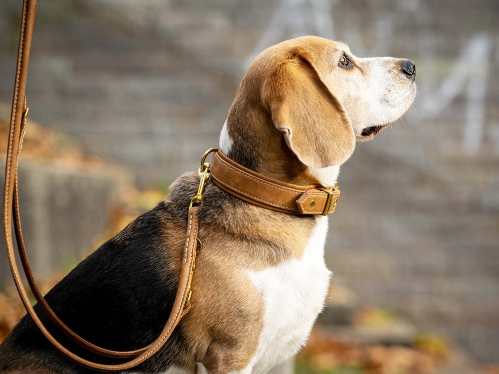 Beagle mit braunem und weißem Fell, trägt klassisches braunes Lederhalsband und Leine, unscharfer Hintergrund.