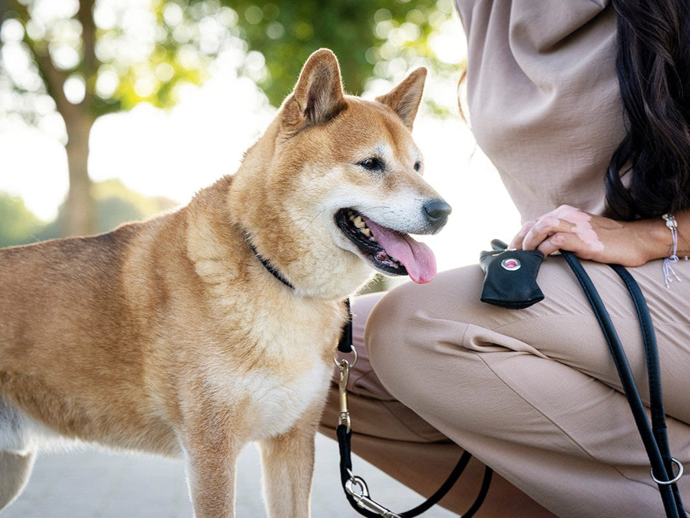 Shiba Inu neben Person mit beiger Kleidung, die eine 2m goldene Lederleine hält. Freundlicher Blick in die Kamera.