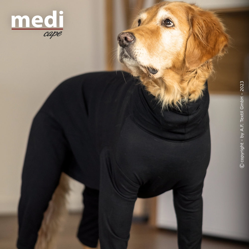 Golden Retriever in schwarzem veterinärmedizinischen Overall, aufmerksam nach oben schauend, unscharfer Hintergrund.