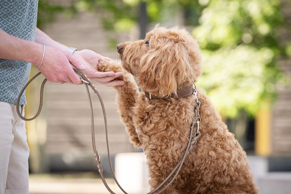 Hund mit lockigem, braunem Fell steht auf den Hinterbeinen und berührt die Hand einer Person mit einer Lederleine.