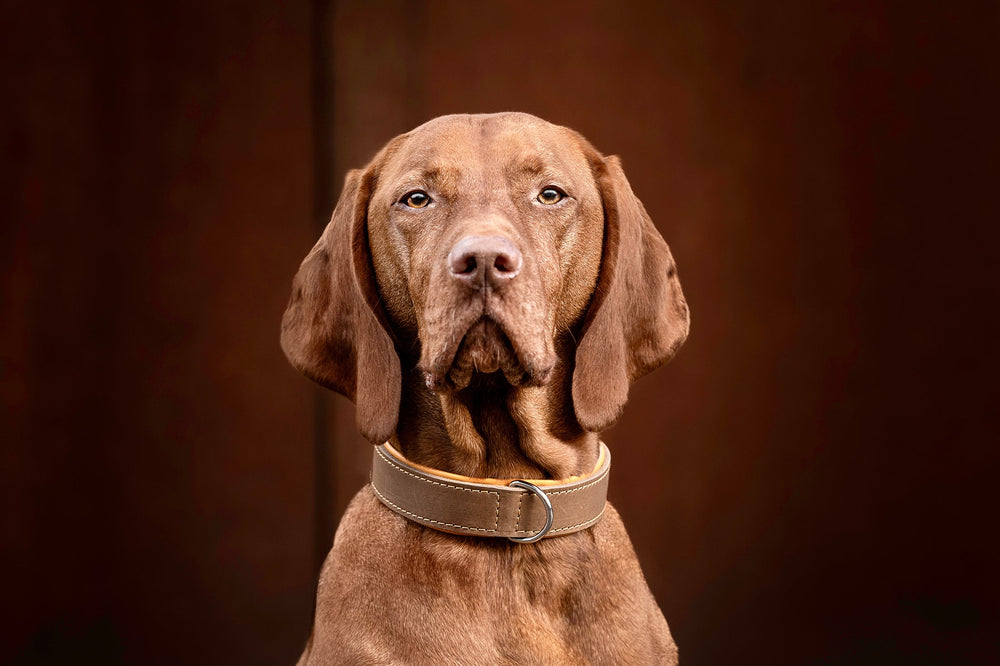 Brauner Hund mit kurzem Fell trägt ein stilvolles, helles Halsband im klassischen Design vor dunklem Hintergrund.