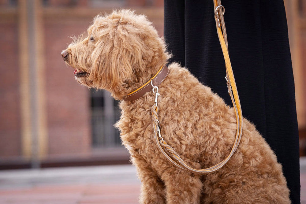 Wuscheliger, brauner Hund mit Premium Halsband in Mokka-Farbe, steht an einer Leine mit Ledergriff.