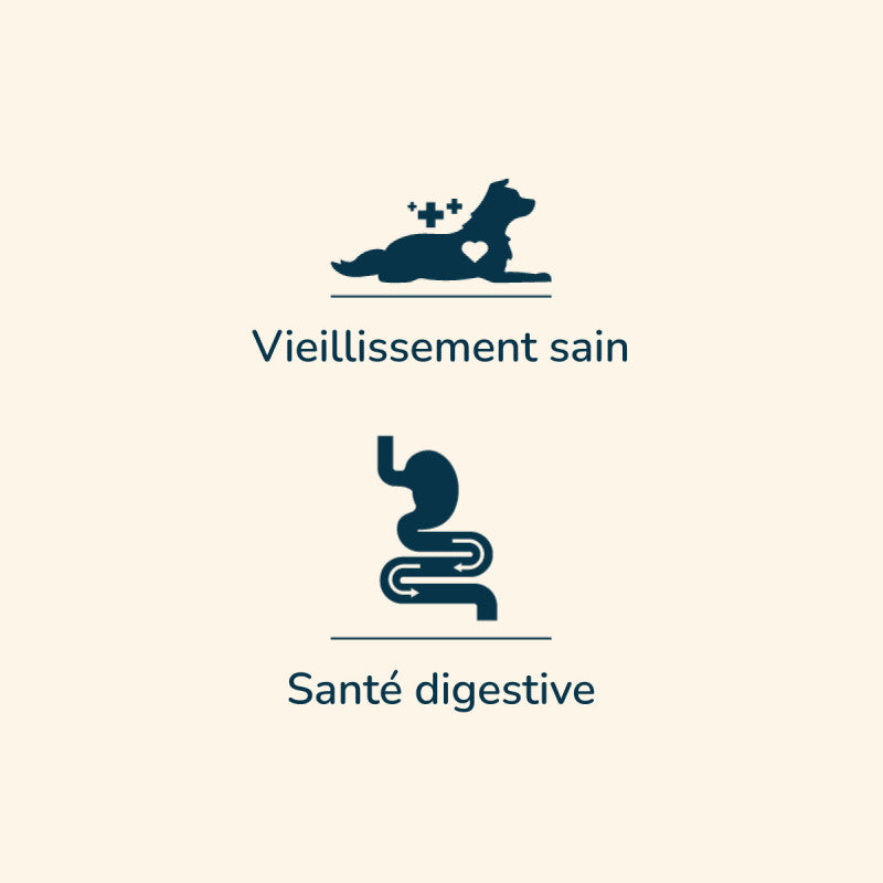 Hund mit Herzsymbol für gesundes Altern und schematischer Magen-Darm-Trakt für digestive Gesundheit.