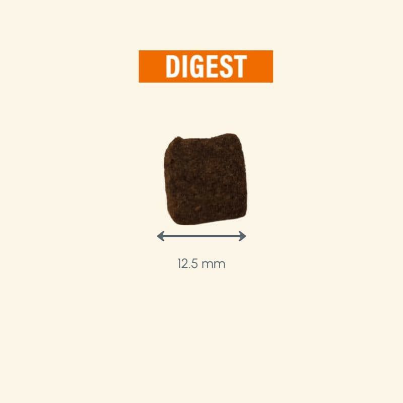 Quadratisches Stück "Protect Chien Digest" mit orangefarbener Schrift auf dunklem Hintergrund.