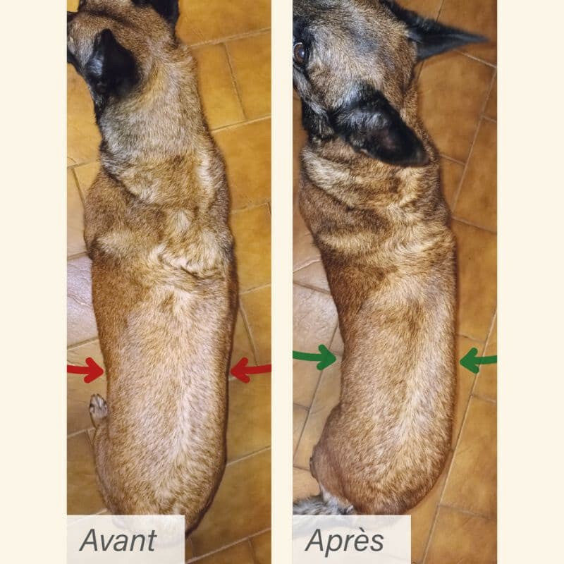 "Vorher-Nachher-Vergleich eines Hundes mit Übergewicht, der gesünder und schlanker aussieht nach Gewichtsreduktion."