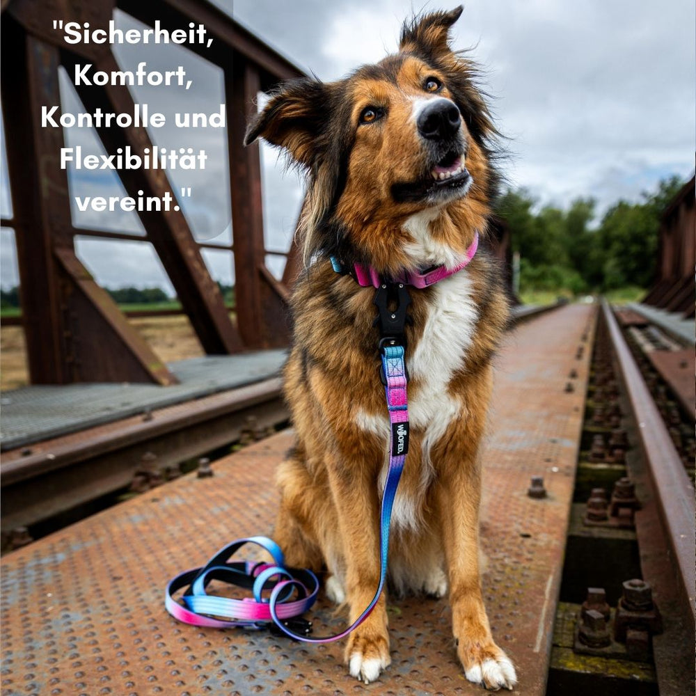 Hund auf metallener Brücke mit braunem Fell und buntem Geschirr, an Führleine mit NYLON Froschkarabiner befestigt.
