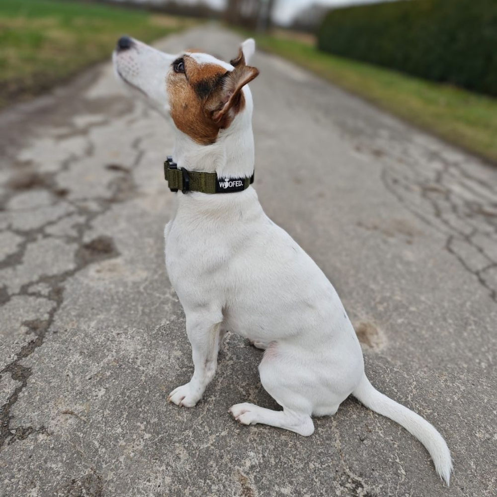 Kleiner weißer Hund mit braunen Flecken sitzt auf einem Weg und trägt ein grünes Nylonhalsband mit "WOPEN".