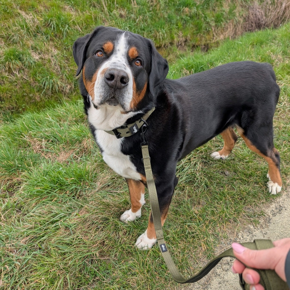 Großer Hund mit schwarz-braunem Fell und camouflagefarbenem Geschirr an Nylon Classic Führleine im grünen Gras.