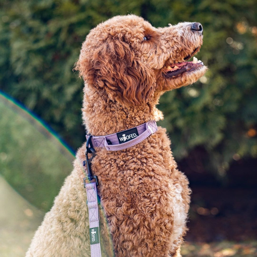 Brauner, lockiger Hund mit hellviolettem Halsband und Nylon Führleine Classic steht entspannt.