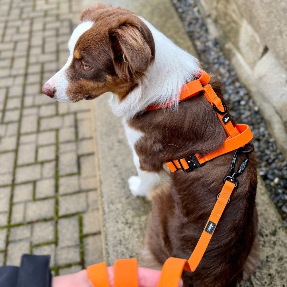 Brauner Hund mit Geschirr und Leine WOOFLEX® sitzt auf einem Stein, Hintergrund mit Pflastersteinen.
