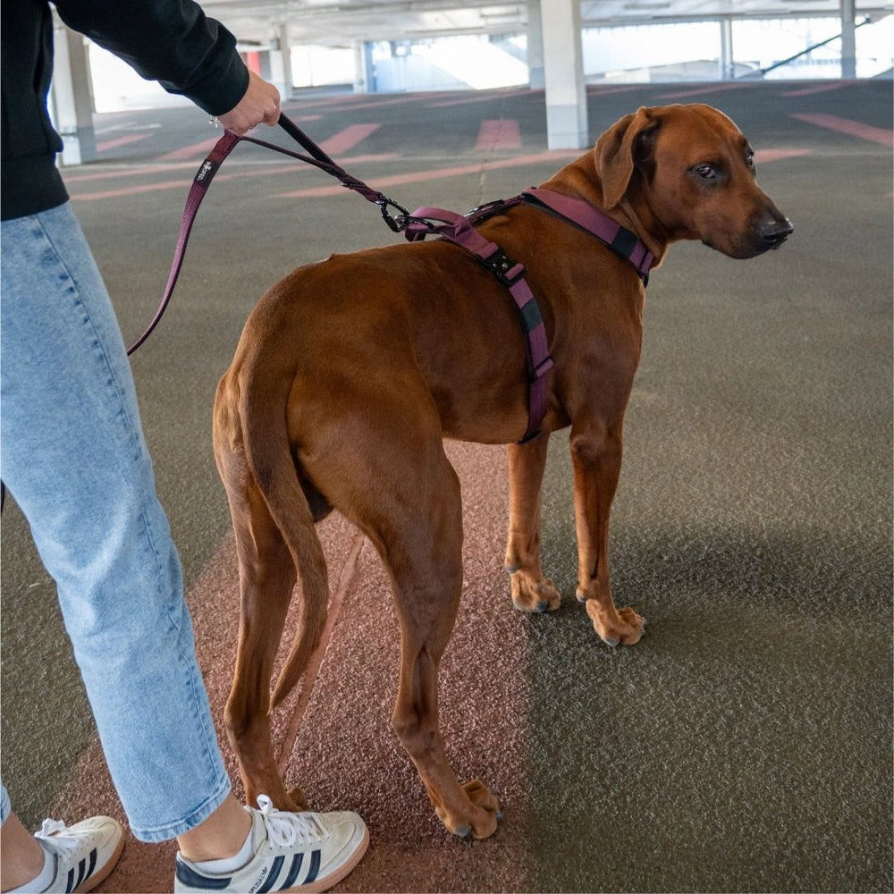 Person führt braunen Hund an brauner Nylon-Leine mit Sicherheitskarabiner auf grauem Parkplatz, Hund trägt lila Geschirr.