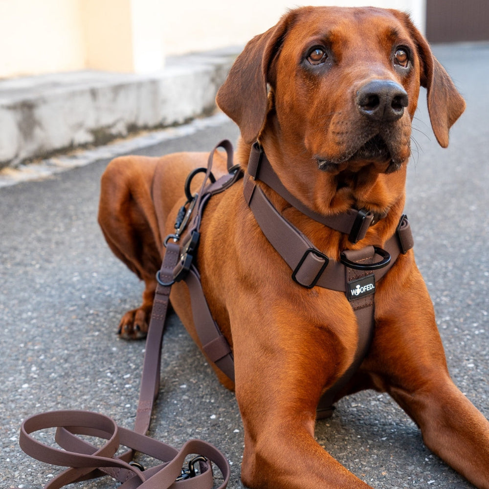 Brauner Hund im Y-Hundegeschirr WOOFLEX® - 4fach-verstellbar, mit Griff und Sicherheitsschnallen, blickt aufmerksam.