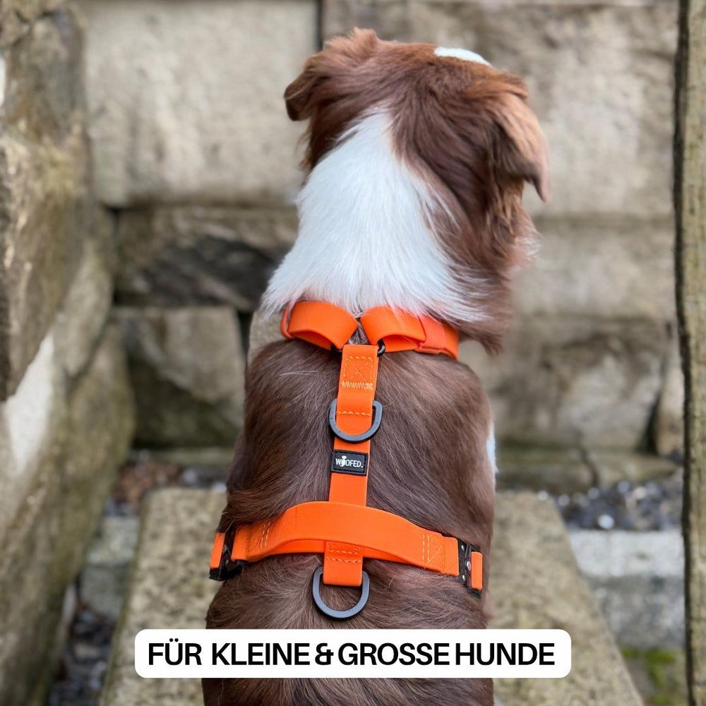 Hund im orangefarbenen WOOFLEX® Geschirr, geeignet für kleine und große Hunde, vor einer steinernen Wand.