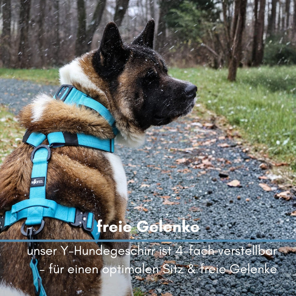Blauer Y-Hundegeschirr mit Griff, Hund steht auf einem gepflasterten Weg, umgeben von Schnee und Bäumen.