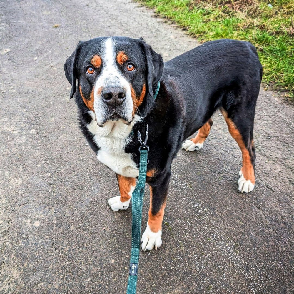 Hund an Führleine mit Sicherheitskarabiner, neugierig auf einem Weg umgeben von grünem Gras.