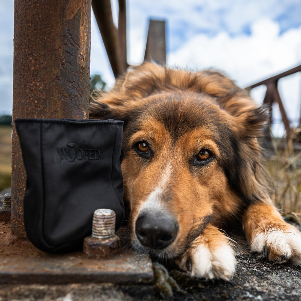 Leckerlibeutel von WOOFED. neben entspannendem Hund, ideal für Gassirunden, stylisch und praktisch im Einsatz.