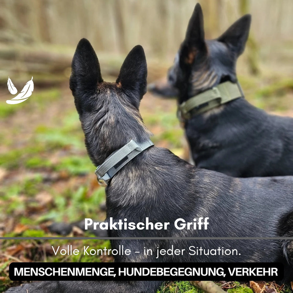 Zwei kleine Hunde im Freien mit grauen Nylon-Halsbändern und praktischem Griff, Hintergrund verschwommener Wald.