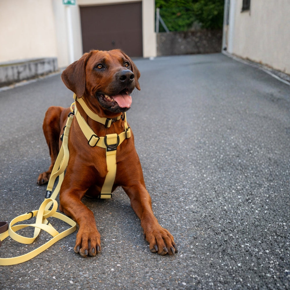 Brauner Hund mit gelbem Geschirr und Leine sitzt entspannt auf einem Weg, im Hintergrund sind Gebäude und ein Parkplatz.