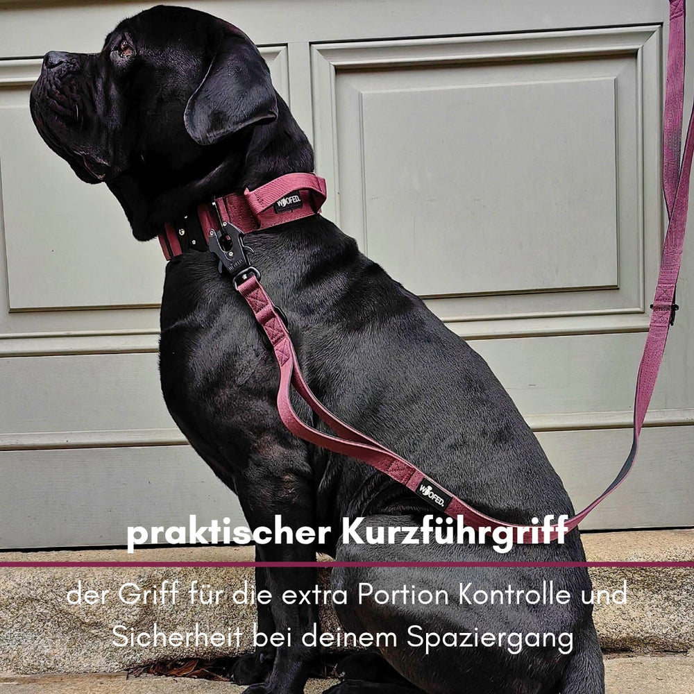 Schwarzer Molosser-Hund mit burgunderfarbener Brustgeschirr an kurzer Führleine mit Froschkarabiner.
