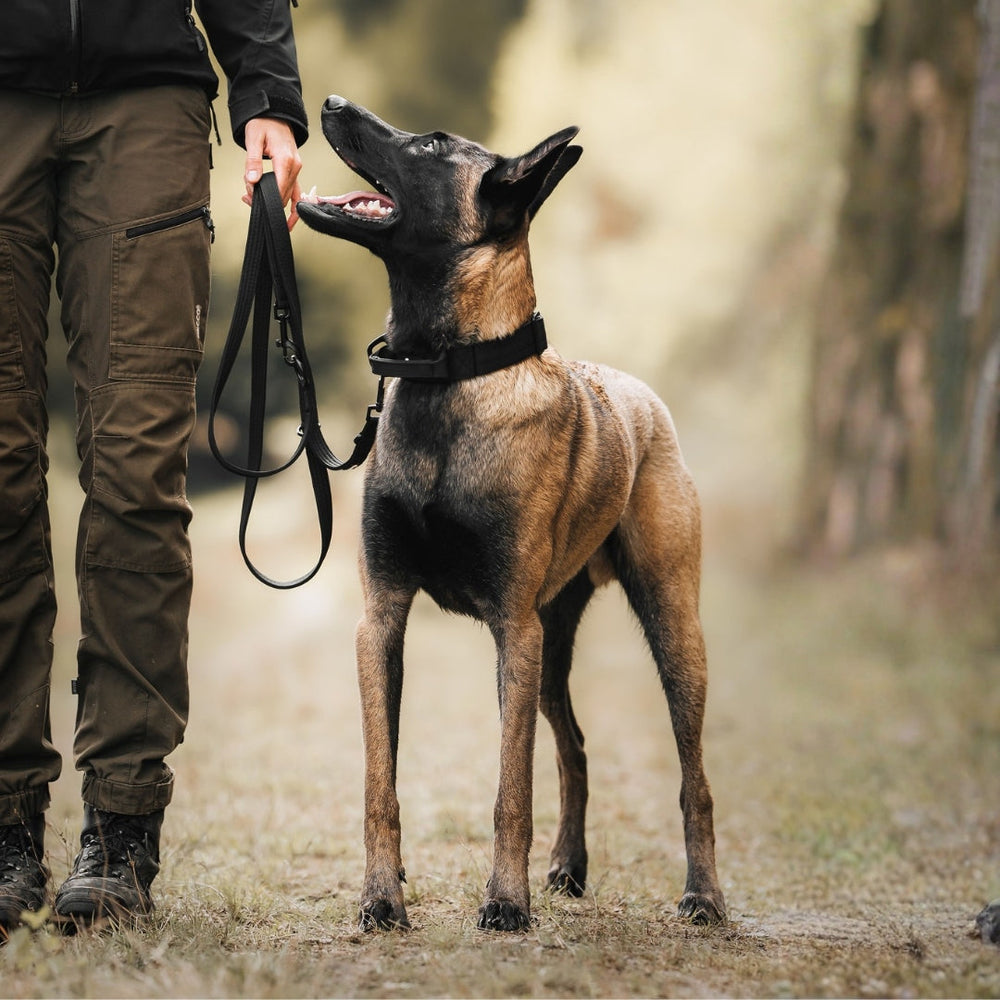 Mann hält Nylon Classic Führleine, während sein Malinois-Hund in einer naturnahen Umgebung aufmerksam schaut.