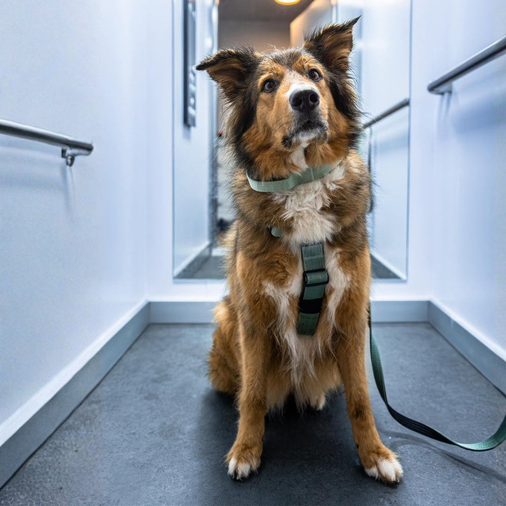 Hund im modernen Flur mit braun-schwarzem Fell, trägt ein grünes Y-Geschirr und eine Leine.