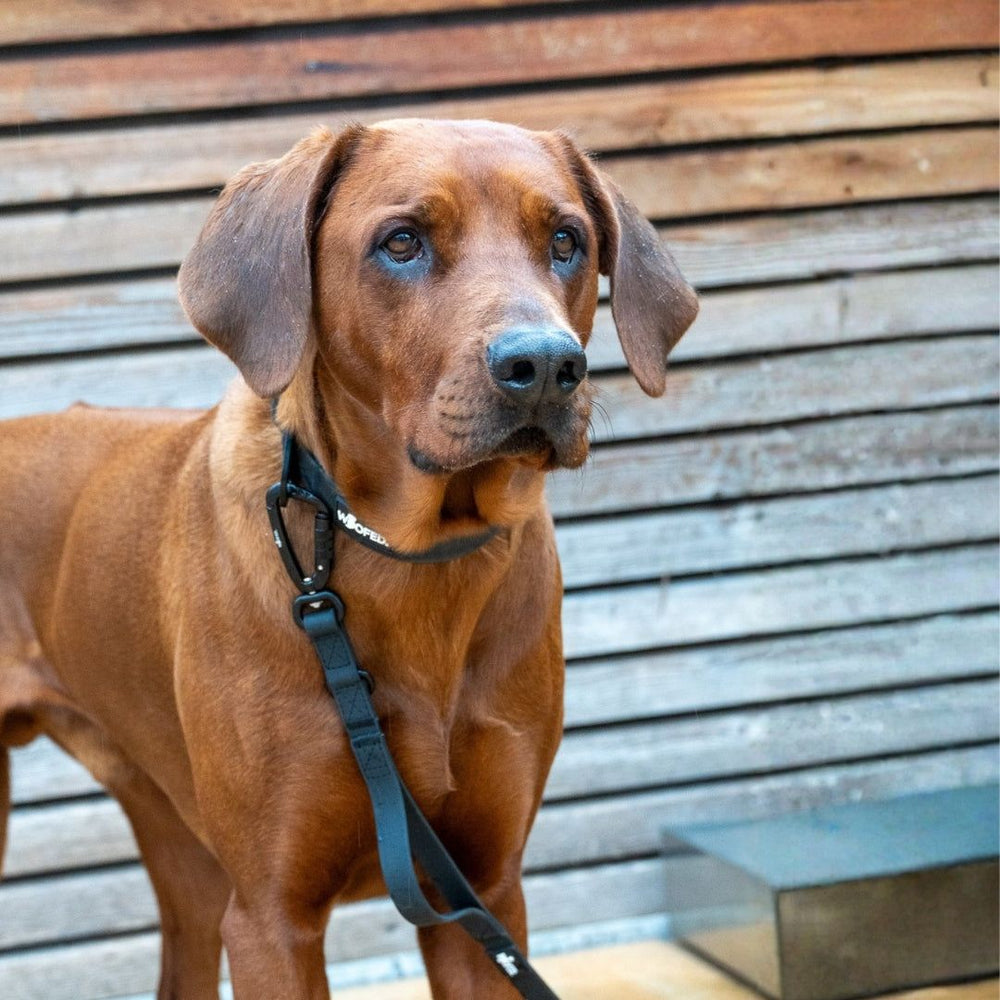 Brauner Hund mit Geschirr, an WOOFLEX® Führleine mit Sicherheitskarabiner, vor Holz-Wand.