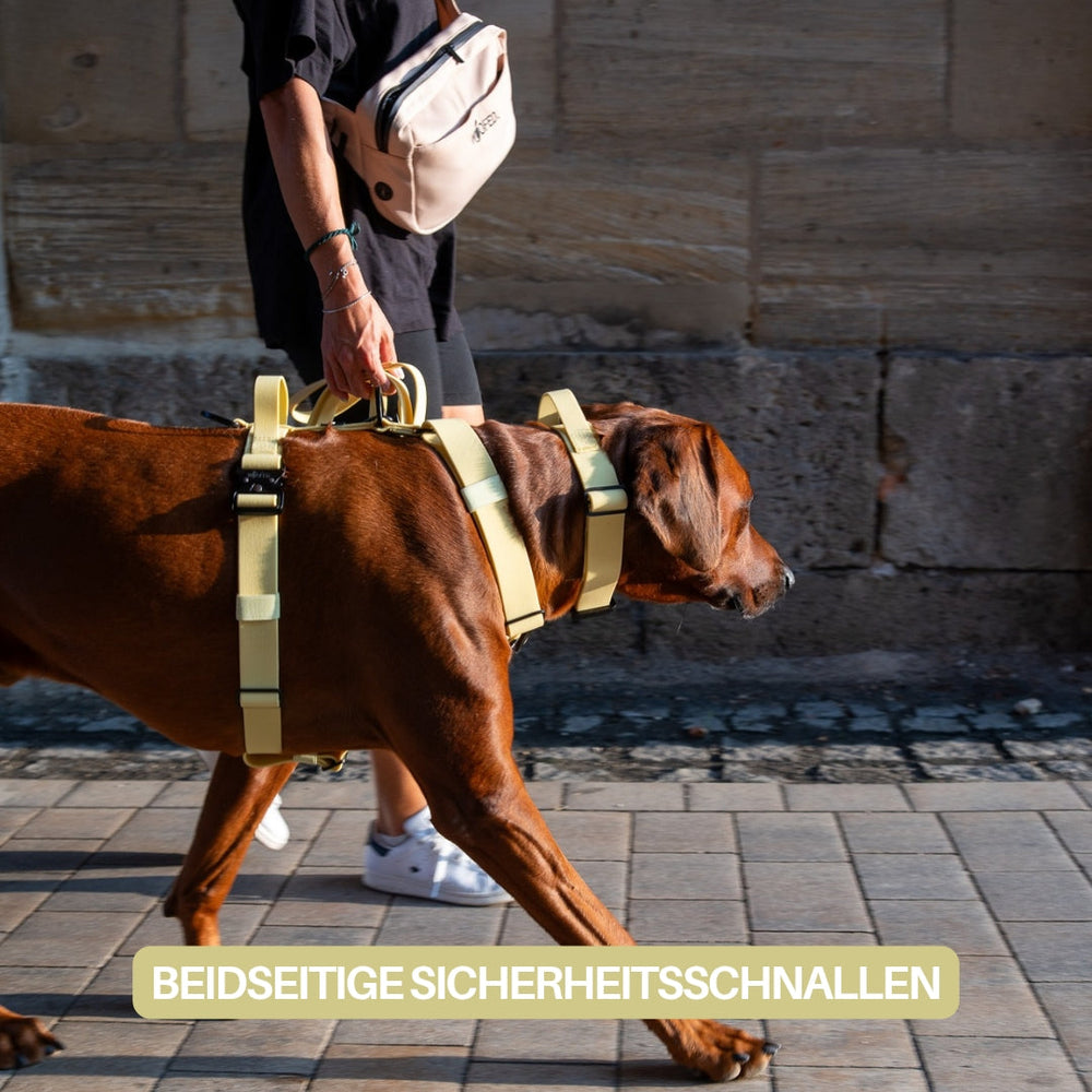 Brauner Hund mit gelbem WOOFLEX® Geschirr in städtischer Umgebung an Leine geführt. 4fach-verstellbar und wasserfest.