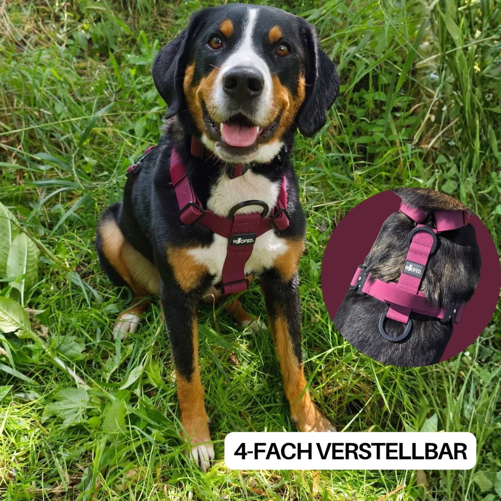 Hund im weinroten WOOFLEX® Geschirr auf grünem Gras, mit Sicherheitsgriff und Nahaufnahme des verstellbaren Designs.