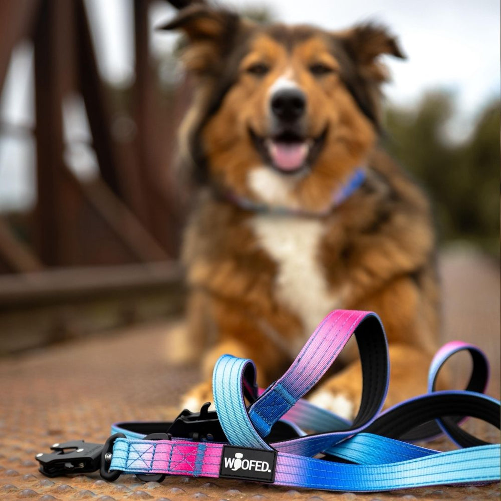 Hund mit buntem Geschirr in Blau und Pink, daneben das WOOFED-Logo; ideal für aktive Vierbeiner.