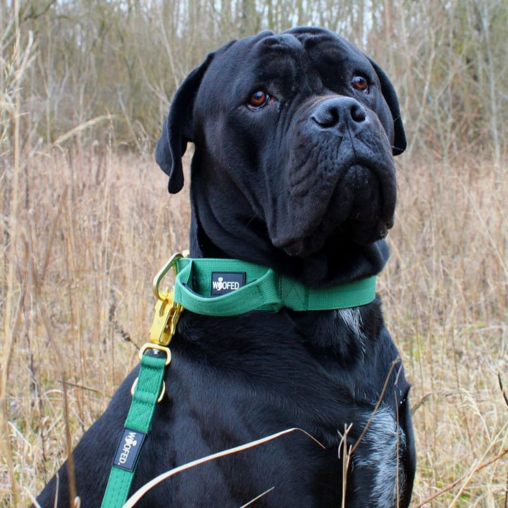 Kraftvoller Hund in grünem Geschirr auf Grasfläche, ideal für Ausflüge mit einem Halsband für kleine Hunde aus Nylon.