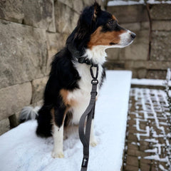 Hund mit schwarz-braunem Fell sitzt an einer Führleine mit Sicherheitskarabiner auf einem schneebedeckten Weg.
