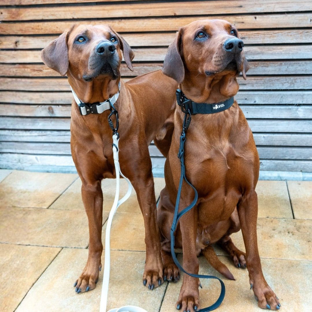 Zwei Rhodesian Ridgebacks mit roten Fellen und Halsbändern sitzen nebeneinander vor einer Holzlattenwand.