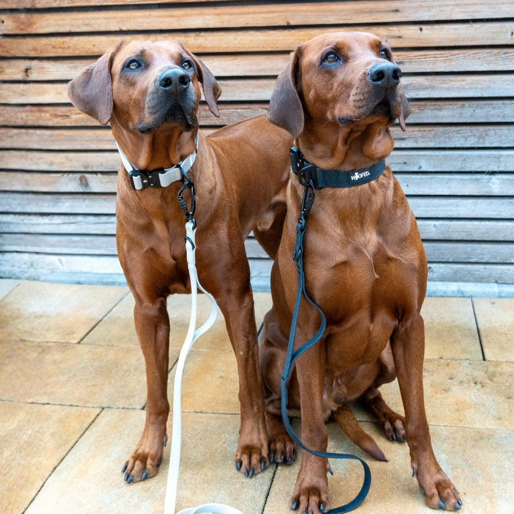 Zwei braune Hunde mit Halsbändern auf Steinboden, aufmerksam und angeleint mit der verstellbaren WOOFLEX® Pro Führleine.