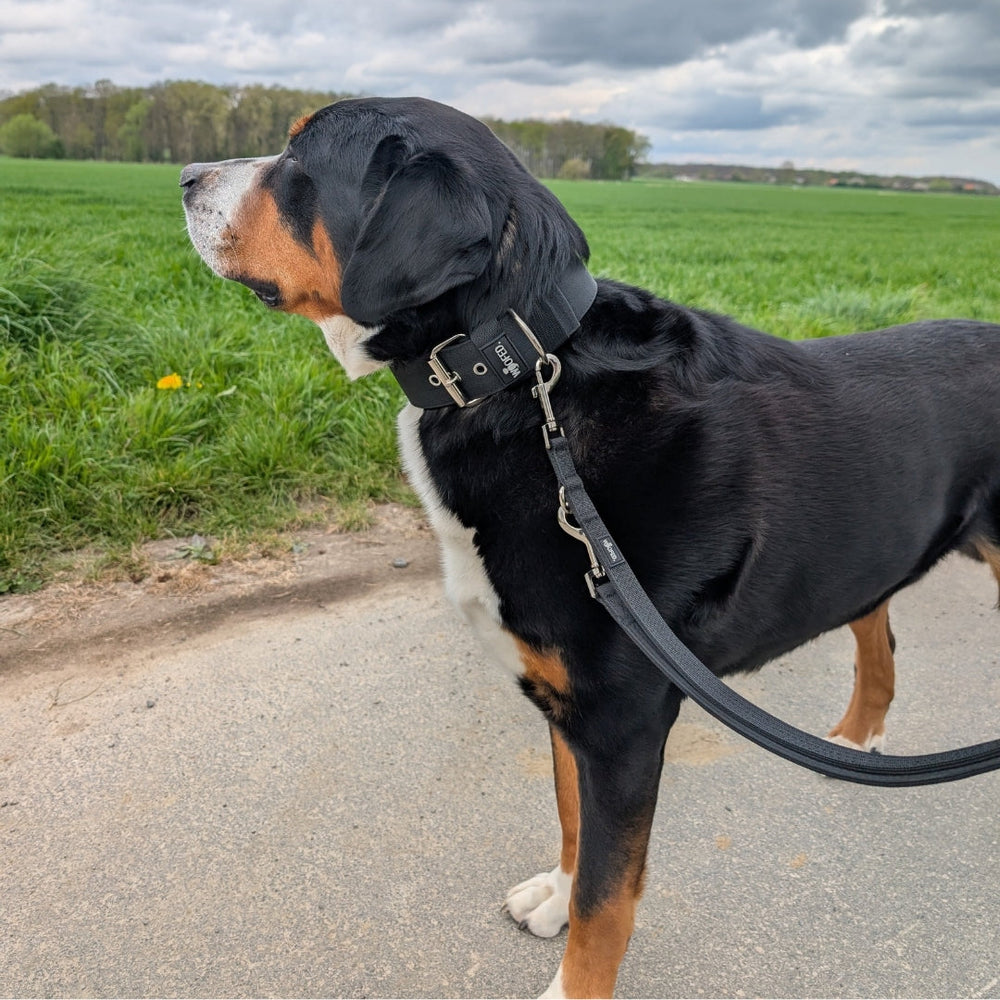 Schwarz-brauner Hund an einer Nylon Classic Führleine auf einem Weg neben einer grünen Wiese, bewölkter Himmel im Hintergrund.