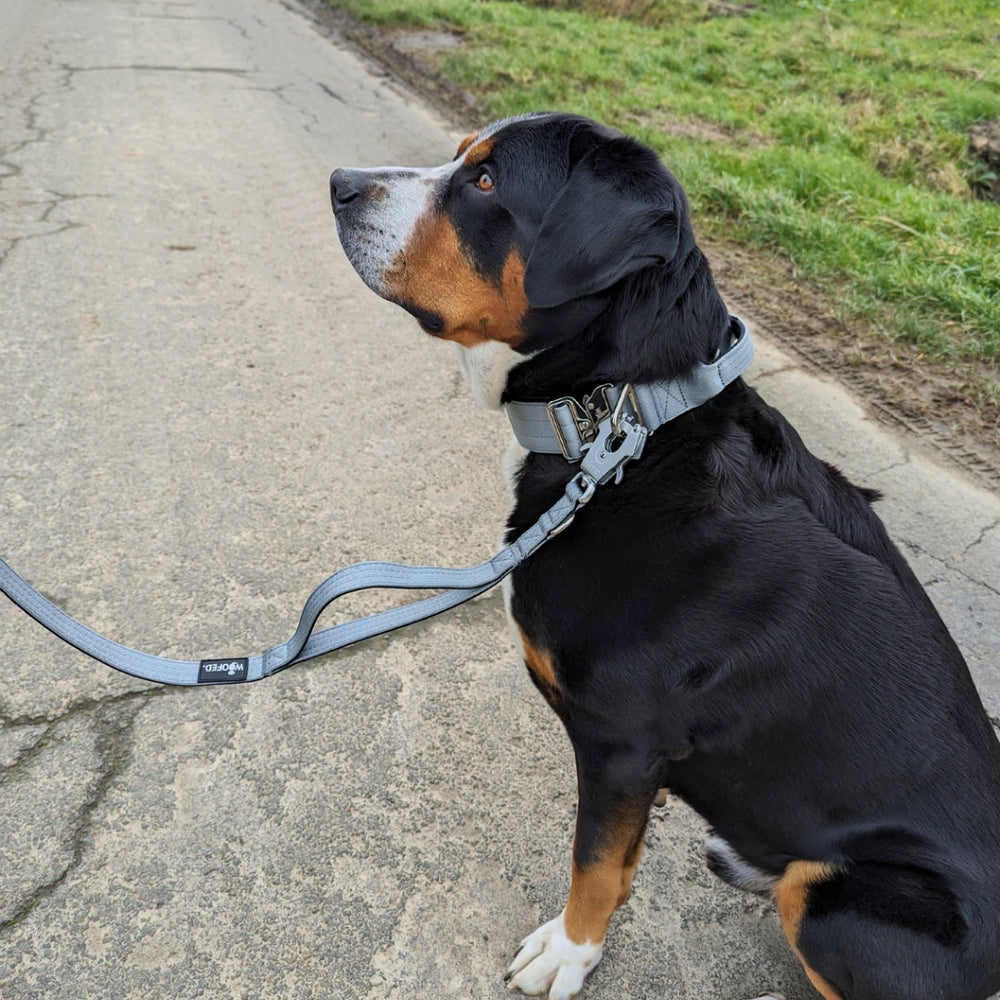 Schwarzer Hund mit braunen und weißen Abzeichen sitzt an grauer Führleine mit Froschkarabiner auf asphaltierter Straße.