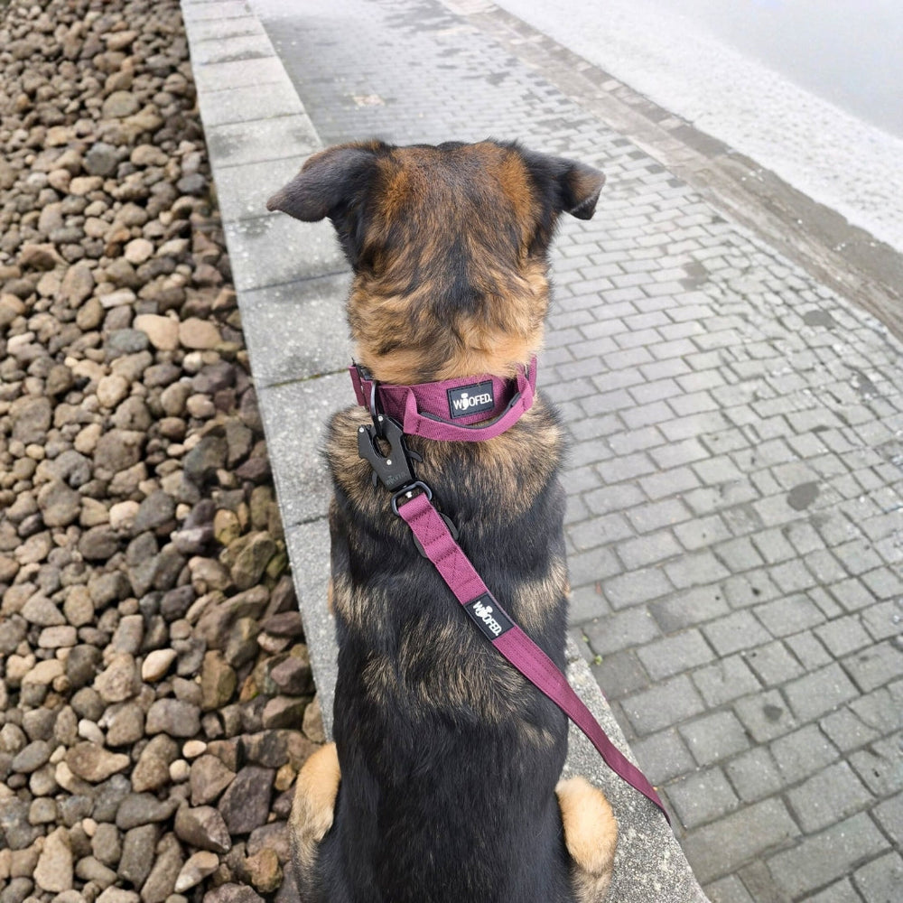 Hund mit lila Geschirr und Führleine aus Nylon, sitzt auf dem Gehweg, im Hintergrund Steine sichtbar.