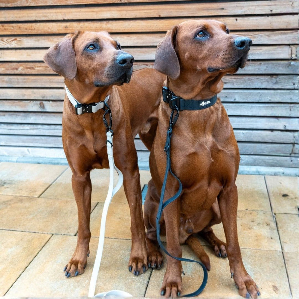 Zwei braune Hunde mit Halsbändern sitzen an Leinen vor einer Holzlattenwand und schauen aufmerksam in verschiedene Richtungen.
